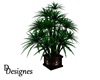jin-club plant