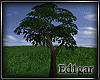 (ED1)Tree-14