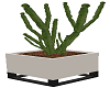 Cactus Pot Moder