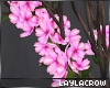 ☽ Sakura tree Magic