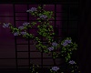 Ivy w/ Purple Flowers