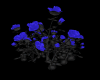 -AD- ROSE bush BLK/BLUE