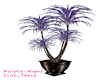 Purple Night Club_Plant