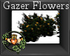 ~QI~ Gazer Flowers