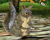 !Animated Squirrel!