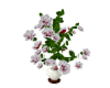 Animated Roses in Vase