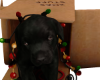 Santa Paws - Knotty Dog