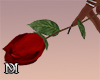 Red Rose  ♛ DM