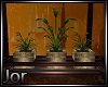 *JK* Desert Trio Plants