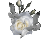White Rose Doves