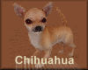 [my]Chihuahua Fox