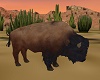 Native Bison