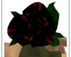 black and red rose