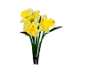 daffodills no pot