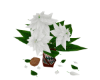 White Poinsettia 1