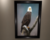 Eagle In Tree