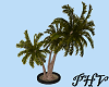 PHV Pirate Island Palm
