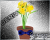 *S* Daffodils