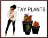 (TSH)TAY PLANT