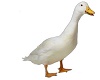 White Farm Duck #2
