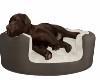 Chocolate Lab for bed