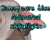 Bunny ears blue