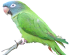Blue Crown Parrot