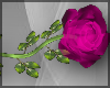 Lov Rose