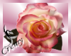 ¤C¤ Pink real rose