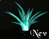 N*R* Teal/black plant2