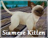 Siamese Kitten FV