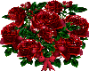 red roses 19