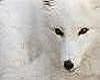 White furry wolf