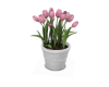 Vase Plant Tulip