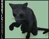 K. GusGus Cat