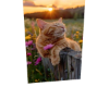Cat 11