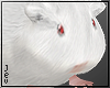 🌾 Albino Hamster avi
