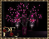 Lotus Club Plant