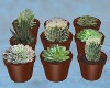!T! Plants | Succulents