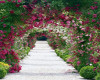 Rose Pathway Backdrop