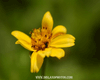 Yellow Flower 1