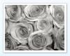 Gothic Grey Roses Pic