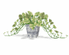 PLANT POTUS VARIEGADO 3