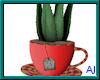 (A) Teacup Aloe