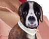 ADL|Olympia Puppy