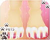 [Pets] Reni | paws