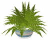 PD ~ Potted Fern