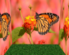 The Butterfly Background