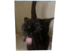 jo's cat