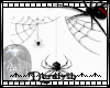 (D)Spider and web